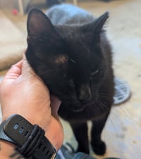Luna - Adoption Fee Paid! - Photo 2