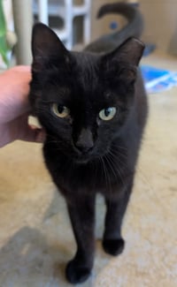 Luna - Adoption Fee Paid! - Photo 3