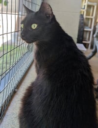 Luna - Adoption Fee Paid! - Photo 4