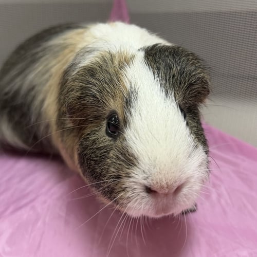 GREG - Guinea Pig available for adoption