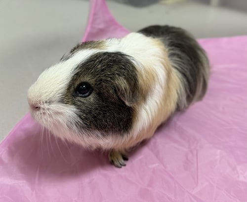 GREG - Guinea Pig available for adoption