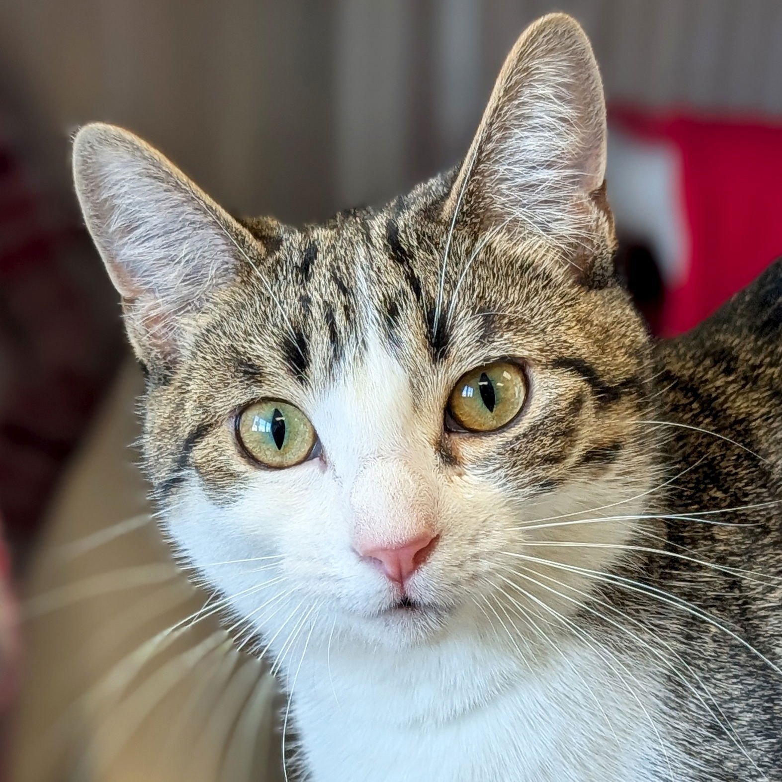 LOTUS - Domestic Short Hair available for adoption