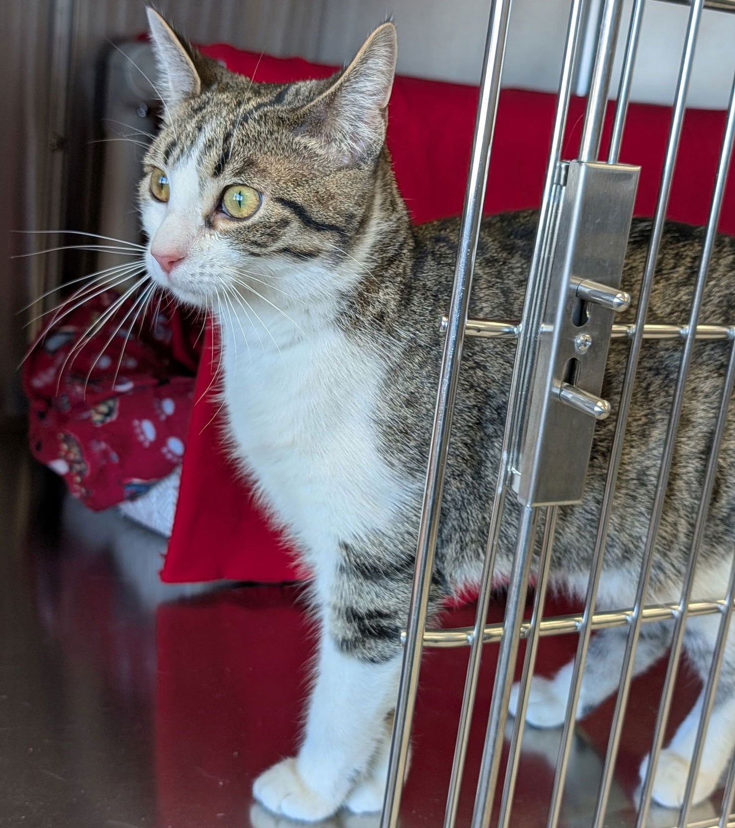 LOTUS - Domestic Short Hair available for adoption