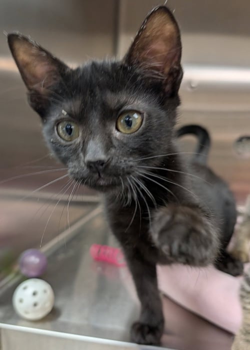 VANELLOPE VON SWEETZ - Domestic Short Hair available for adoption