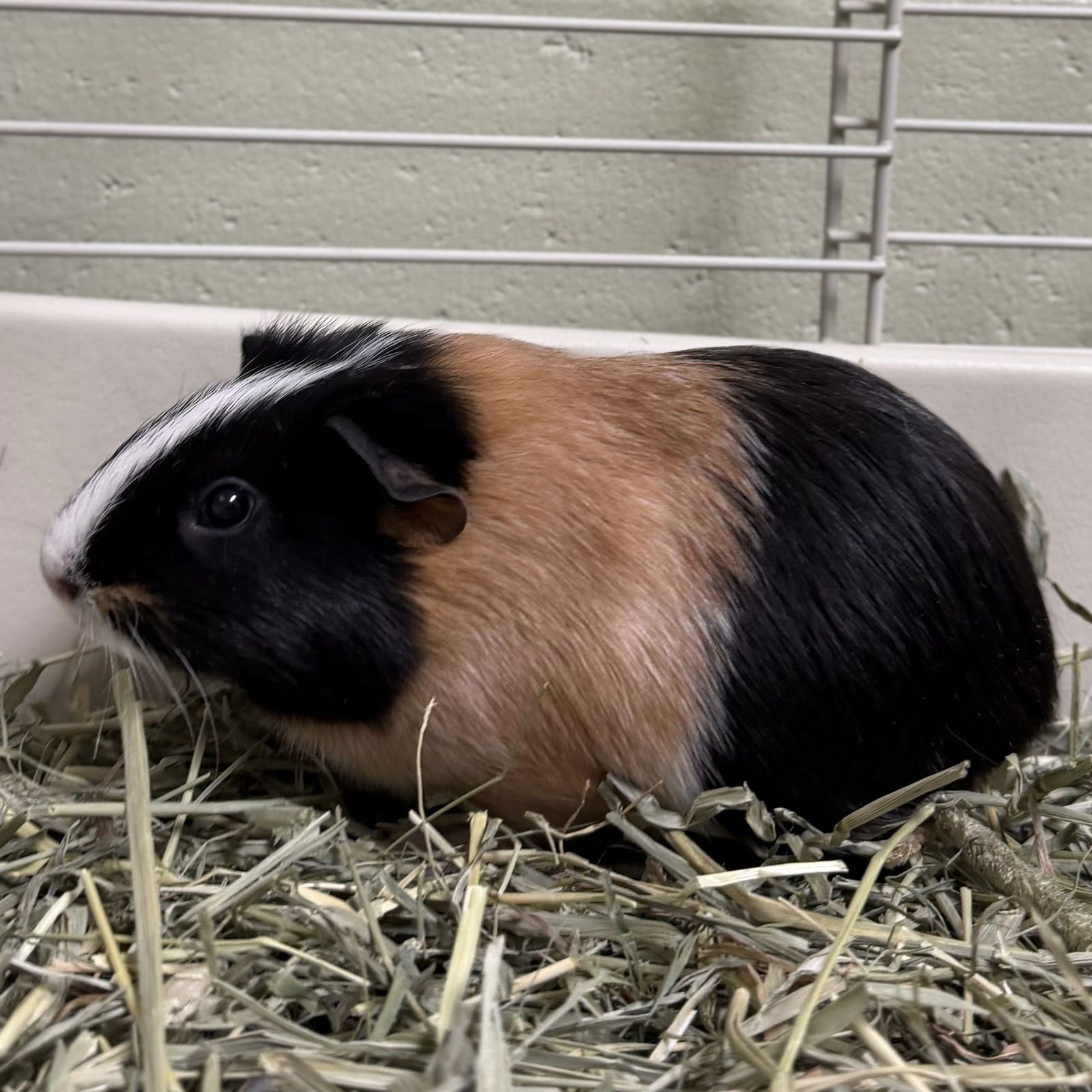 SPROUT - Guinea Pig available for adoption