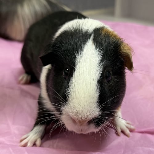 BOBBY - Guinea Pig available for adoption