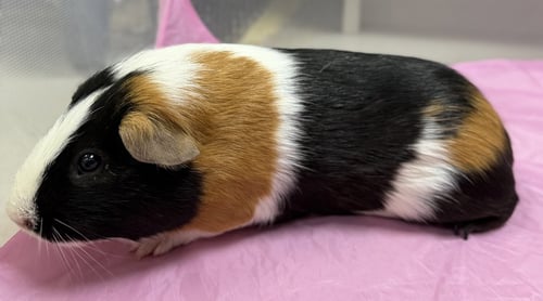 BOBBY - Guinea Pig available for adoption