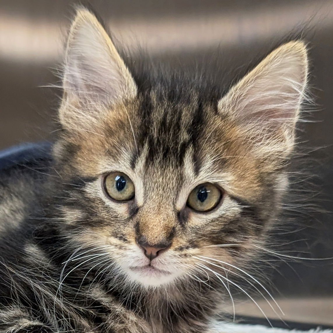 DONKEY - REDUCED FEE! - Domestic Medium Hair available for adoption