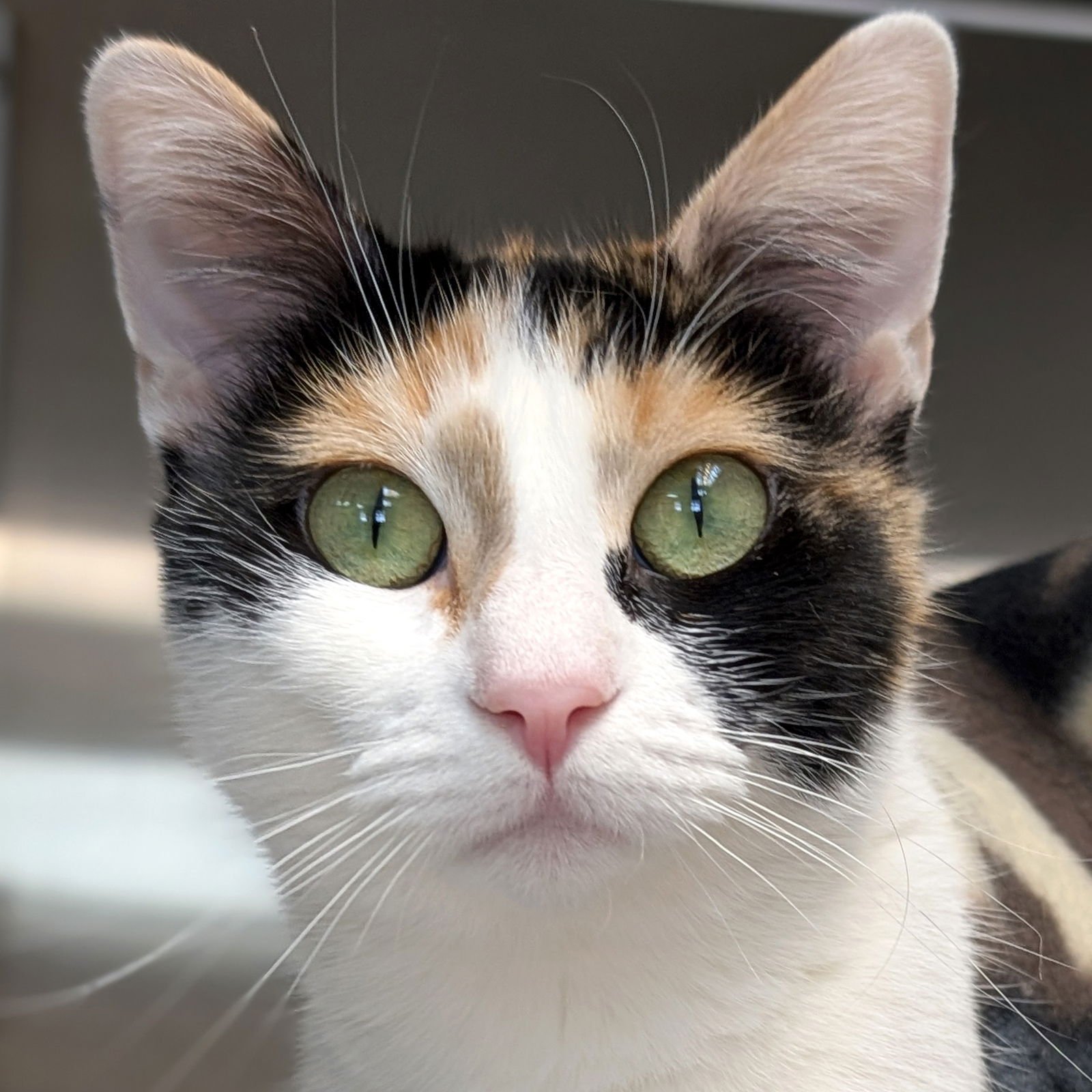 KIBBLES - Domestic Short Hair available for adoption