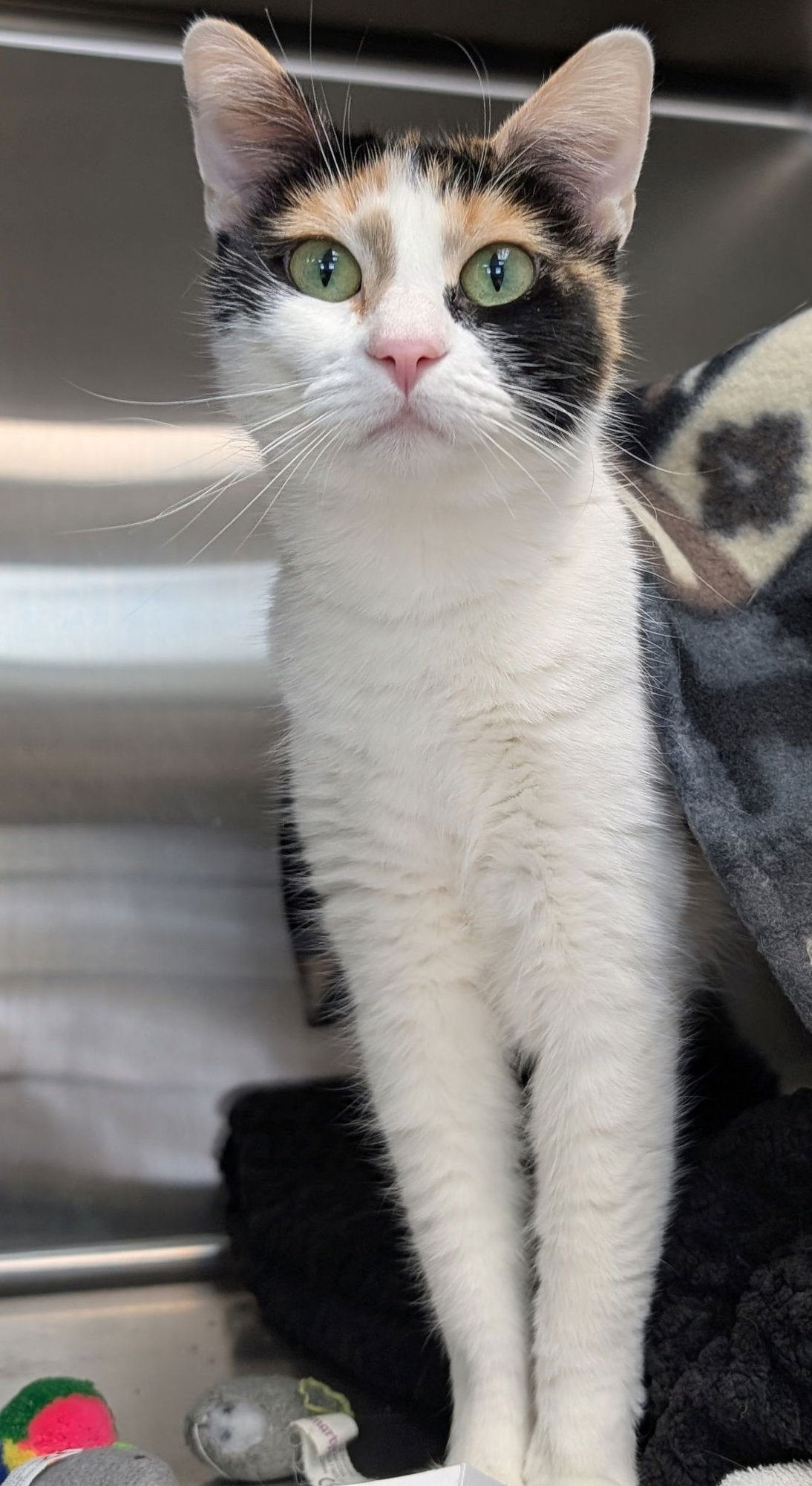 KIBBLES - Domestic Short Hair available for adoption