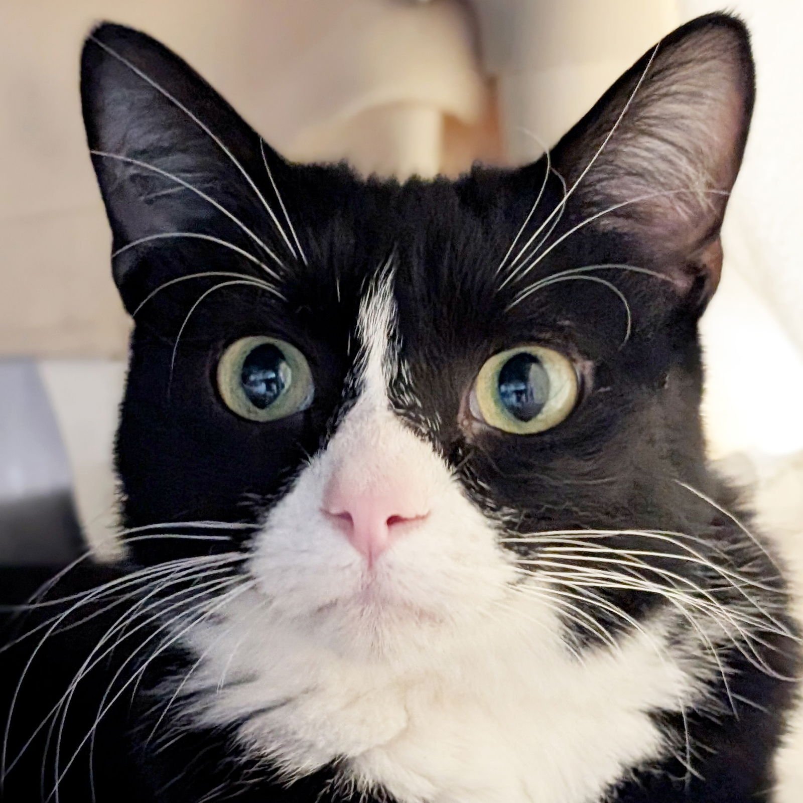 INDIGO - Domestic Short Hair available for adoption