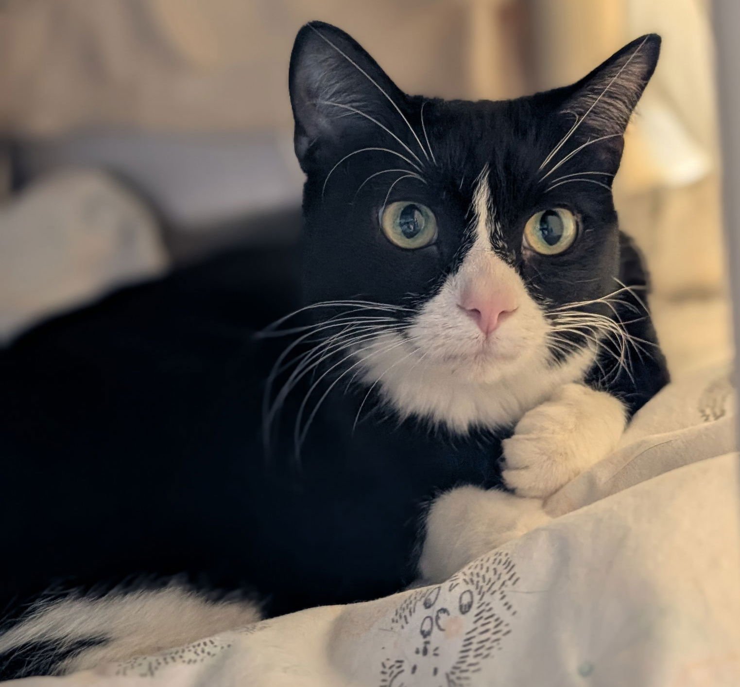 INDIGO - Domestic Short Hair available for adoption