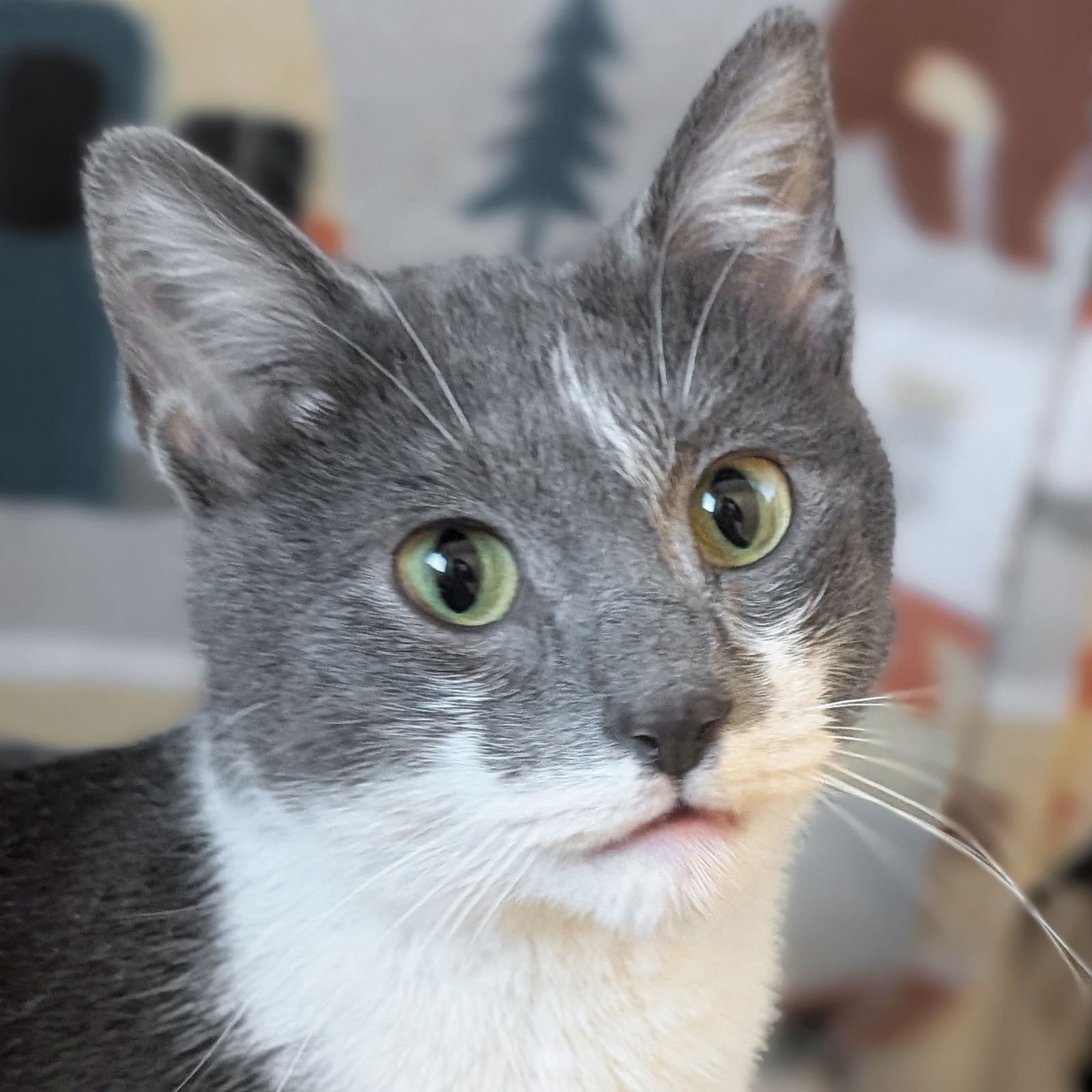 NOODLE - Domestic Short Hair available for adoption