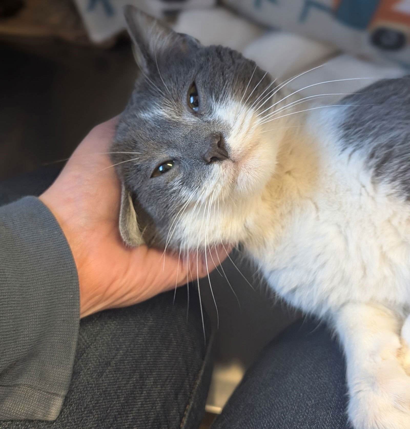 NOODLE - Domestic Short Hair available for adoption