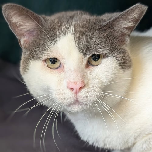 PEANUT BUSTER PARFAIT - ADOPTION FEE PAID! - Domestic Short Hair available for adoption