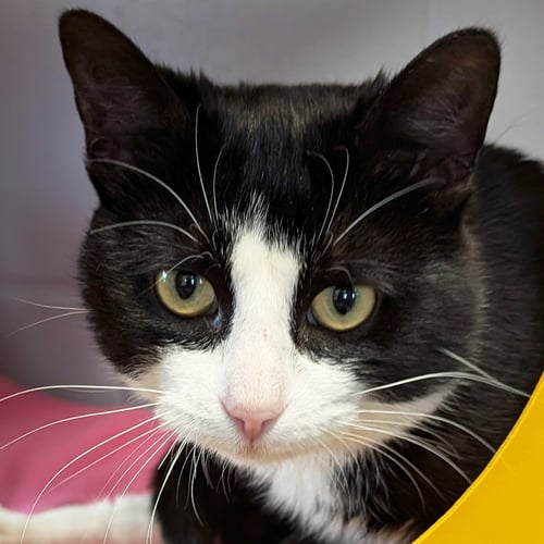 STARSKY - REDUCED FEE! - Domestic Short Hair available for adoption