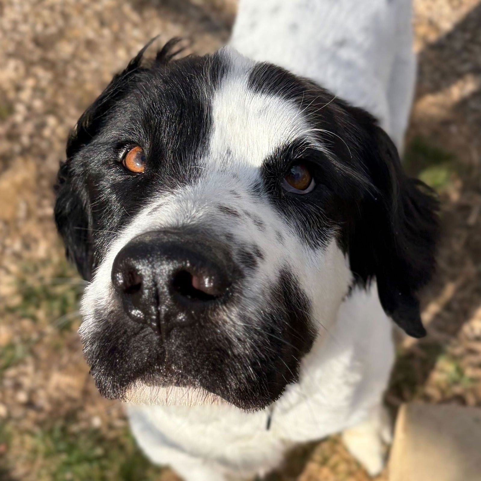 BEAU - ADOPTION FEE PAID! - Labrador Retriever available for adoption