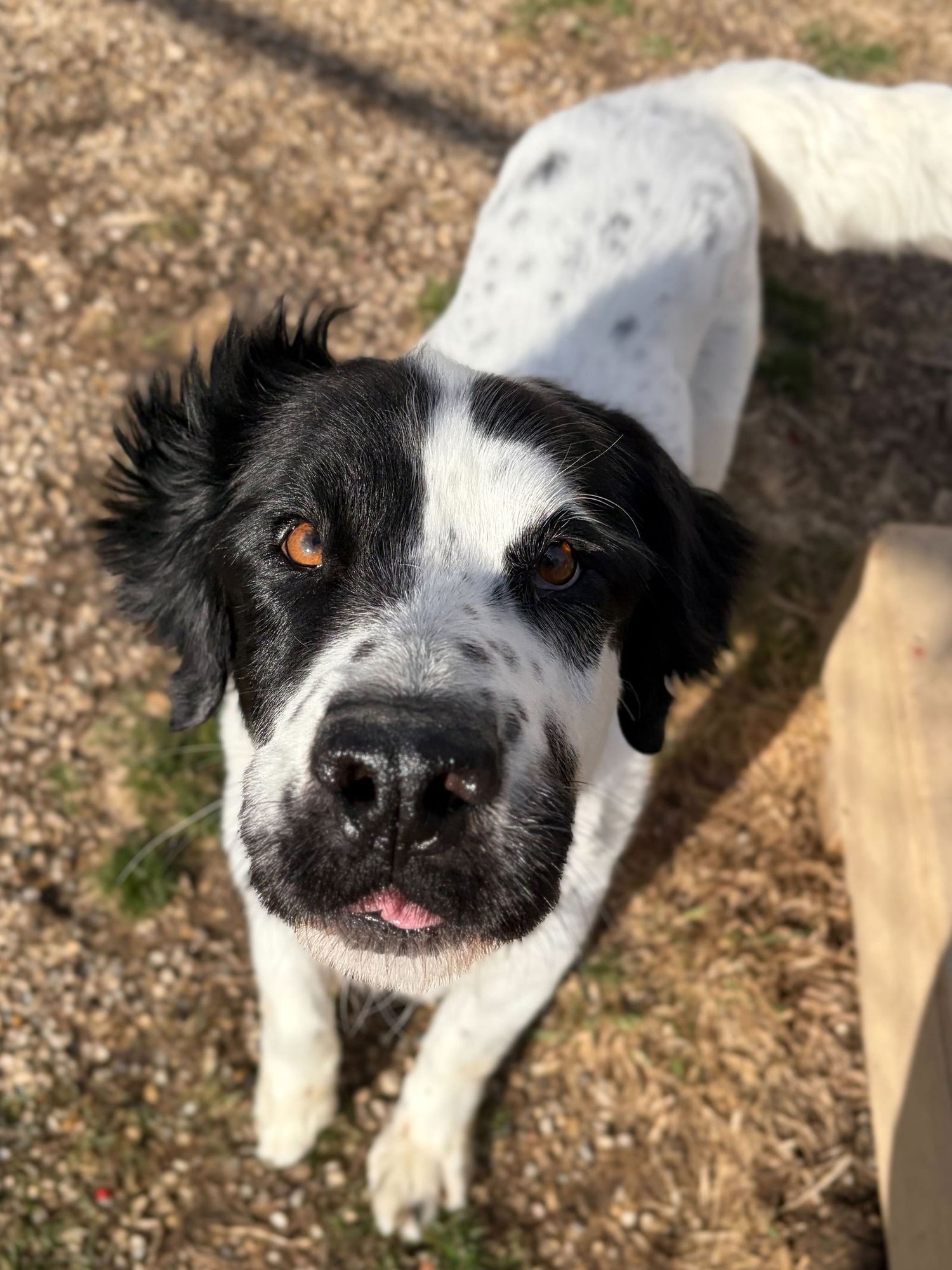 BEAU - ADOPTION FEE PAID! - Labrador Retriever available for adoption