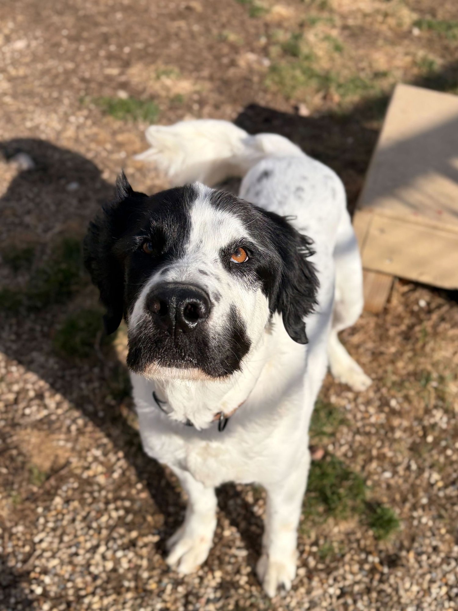 Beau - Adoption Fee Paid! - Photo 3