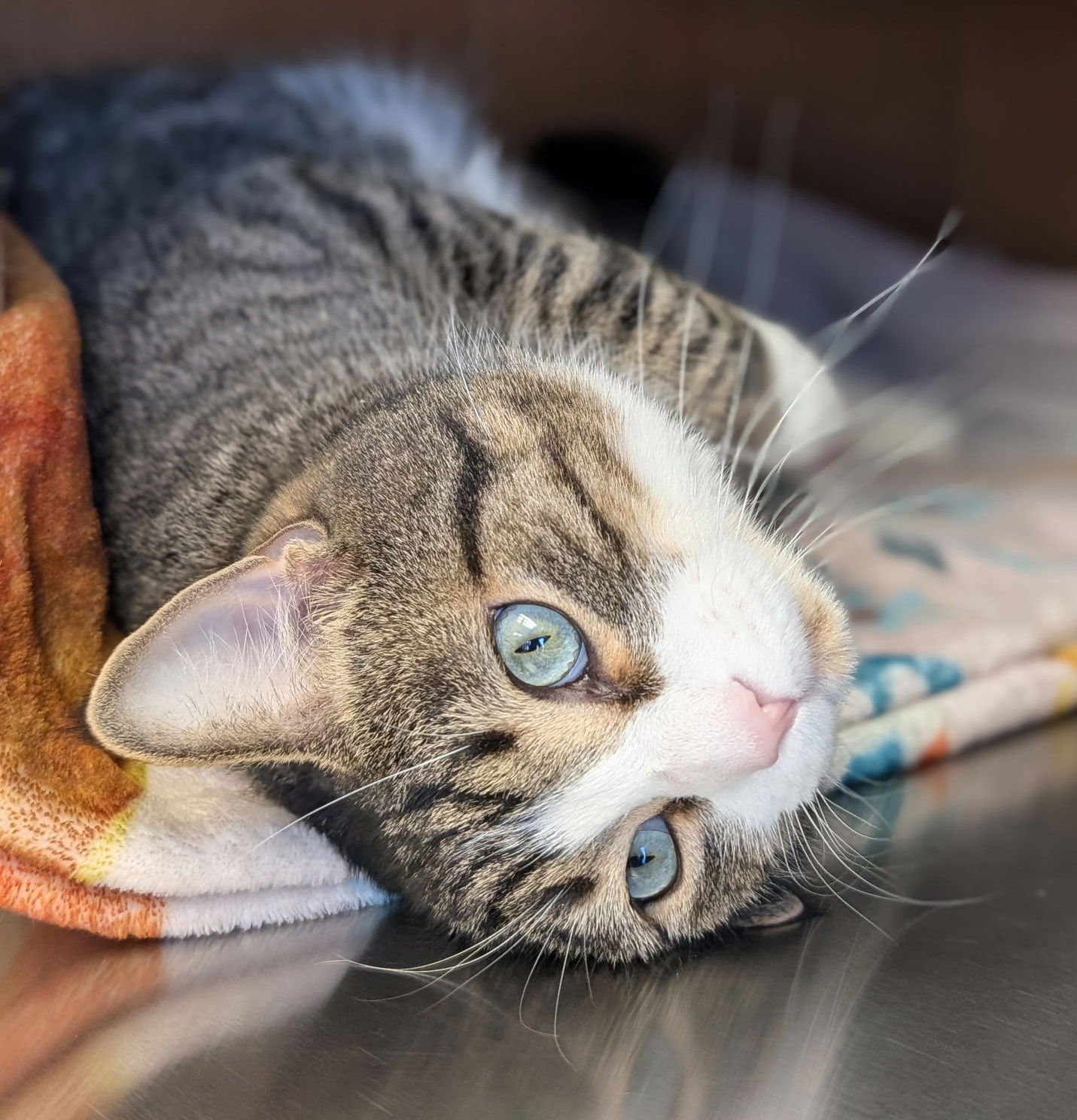 RAMON - Domestic Short Hair available for adoption