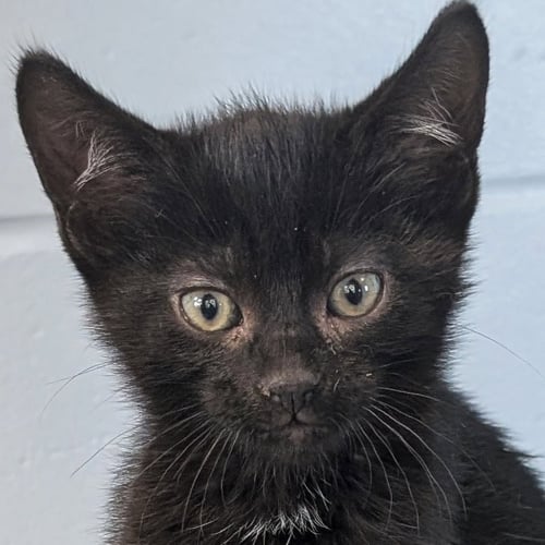 HULU - REDUCED FEE! - Domestic Short Hair available for adoption