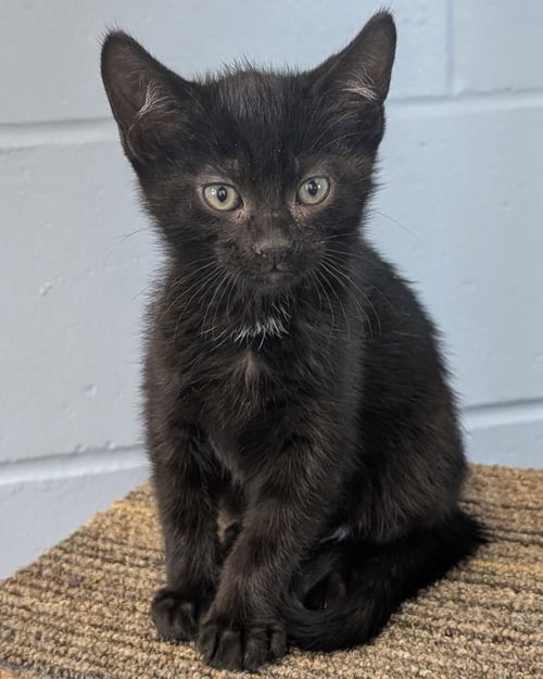 HULU - REDUCED FEE! - Domestic Short Hair available for adoption