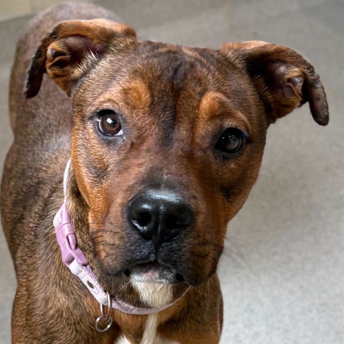 PENELOPE - NAME YOUR OWN ADOPTION FEE! - Terrier available for adoption