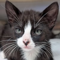 Tater Tot - Reduced Fee! - Photo 1