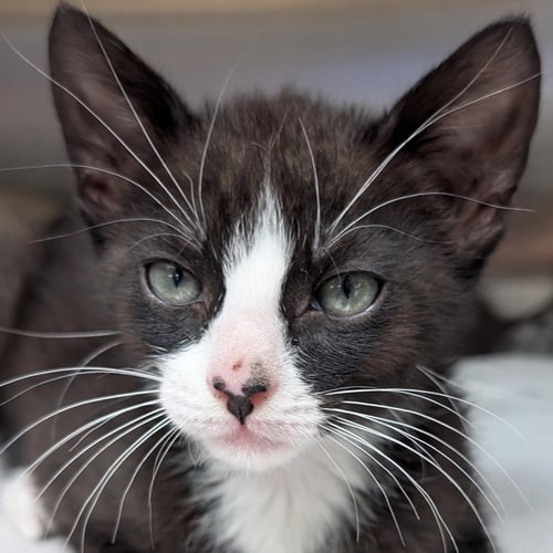 TATER TOT - REDUCED FEE! - Domestic Short Hair available for adoption