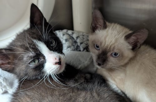 TATER TOT - REDUCED FEE! - Domestic Short Hair available for adoption