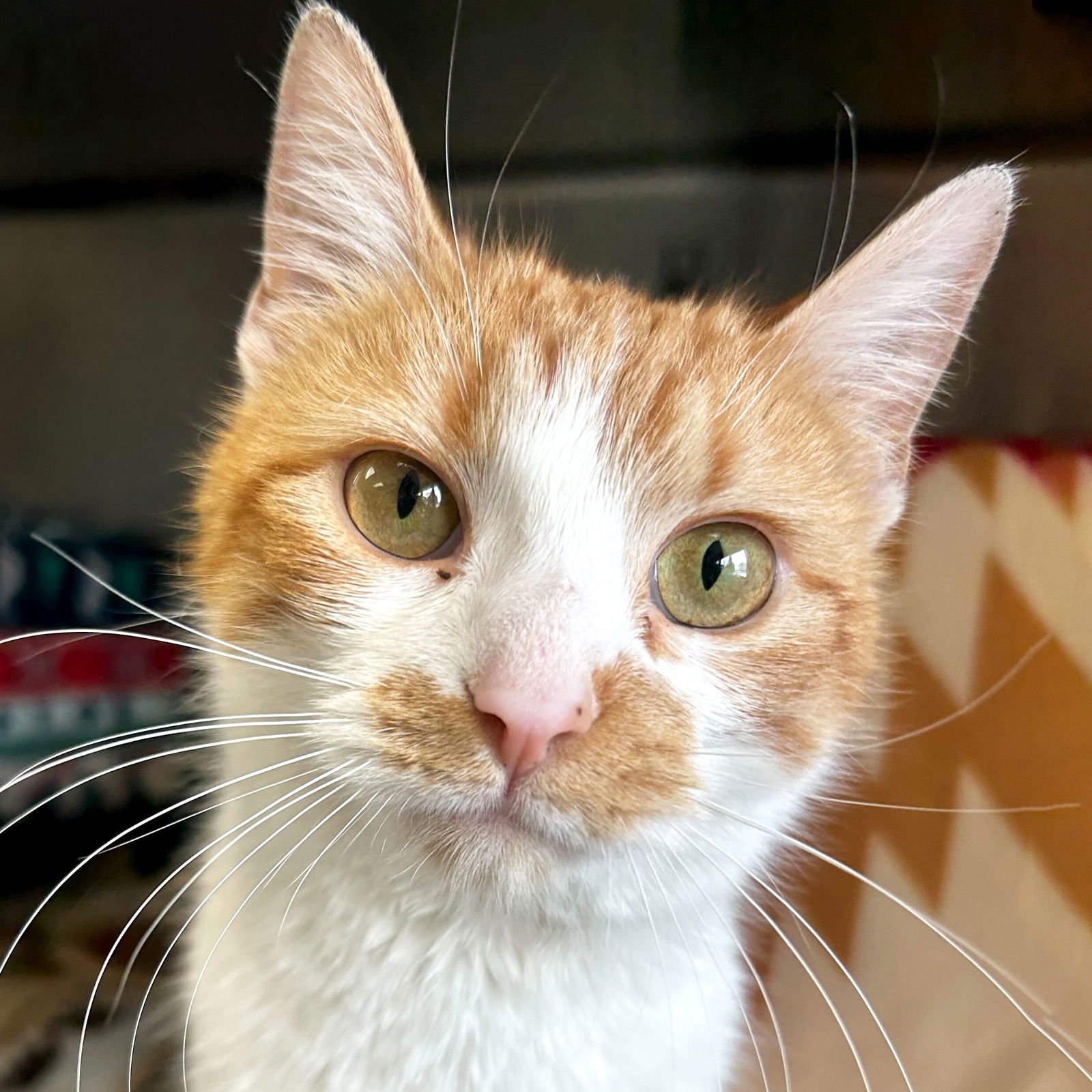 ORANGINA - Domestic Short Hair available for adoption