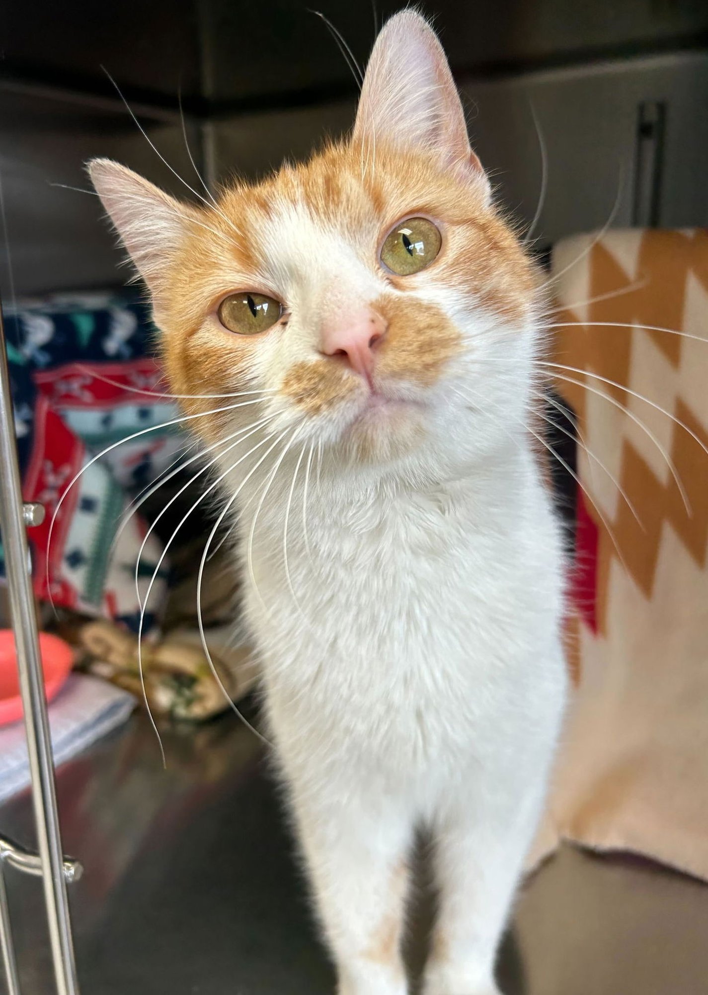 ORANGINA - Domestic Short Hair available for adoption