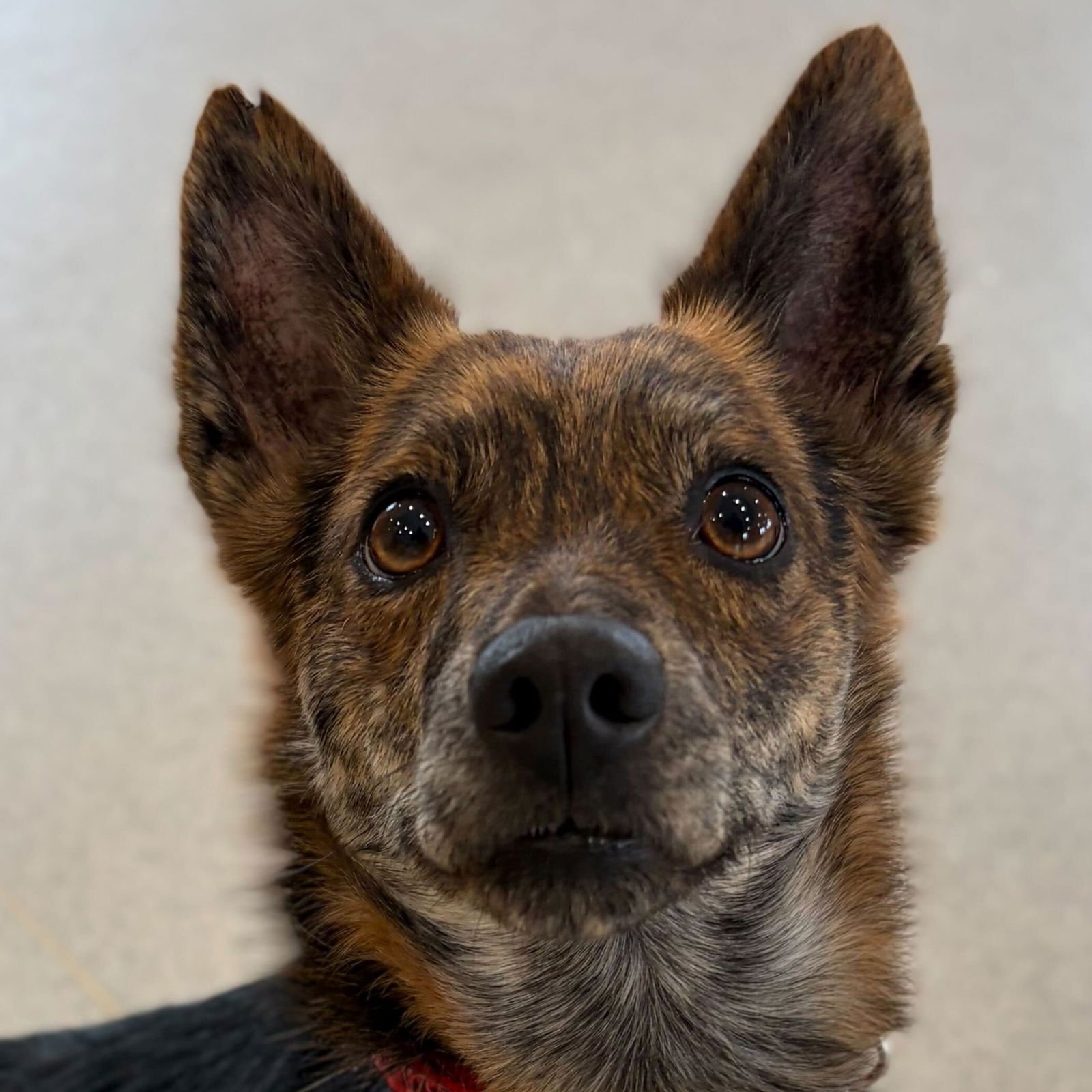 WILL - Chihuahua available for adoption