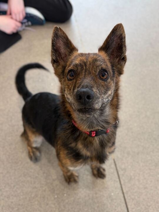 WILL - Chihuahua available for adoption