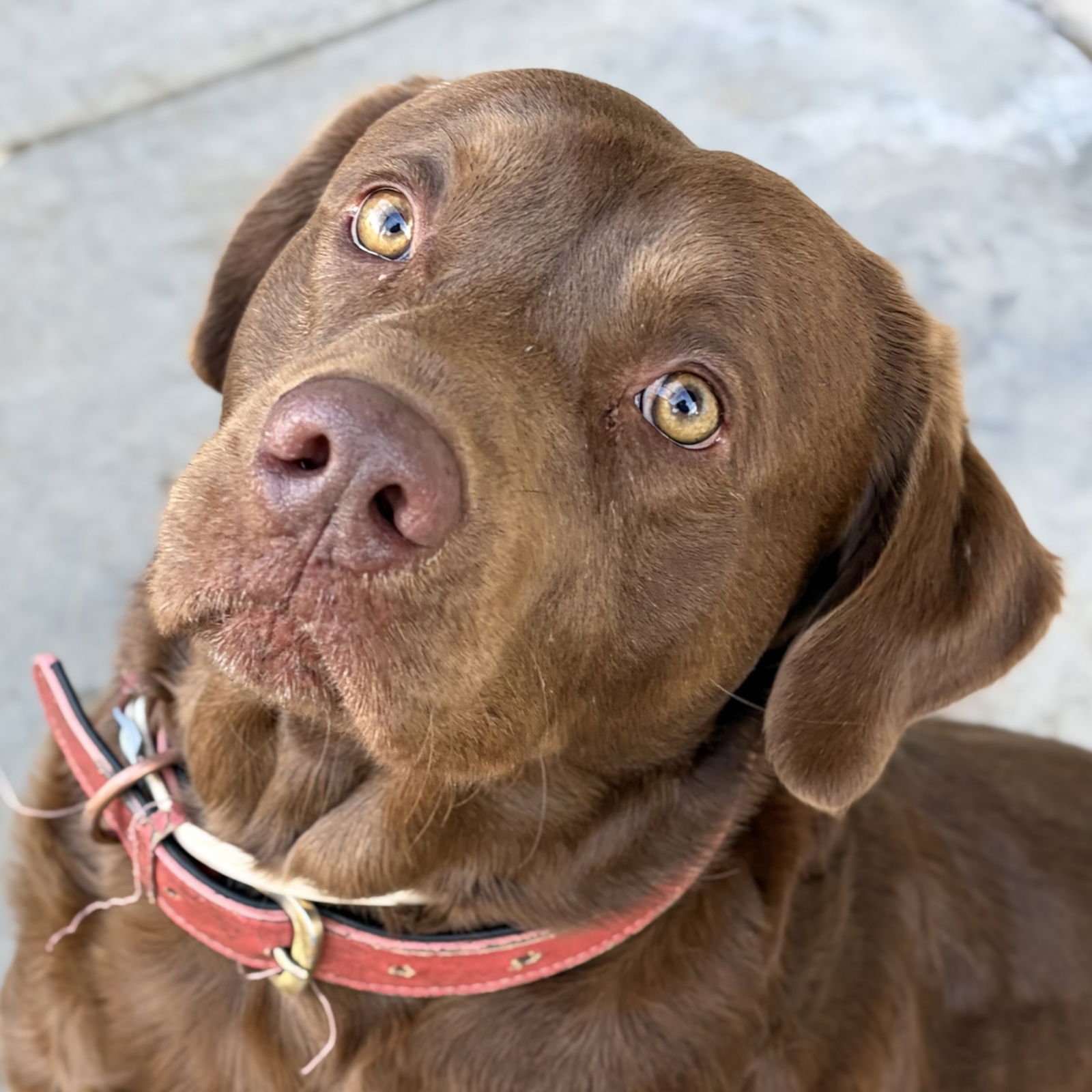 CHOCOLATE MILK - Labrador Retriever available for adoption