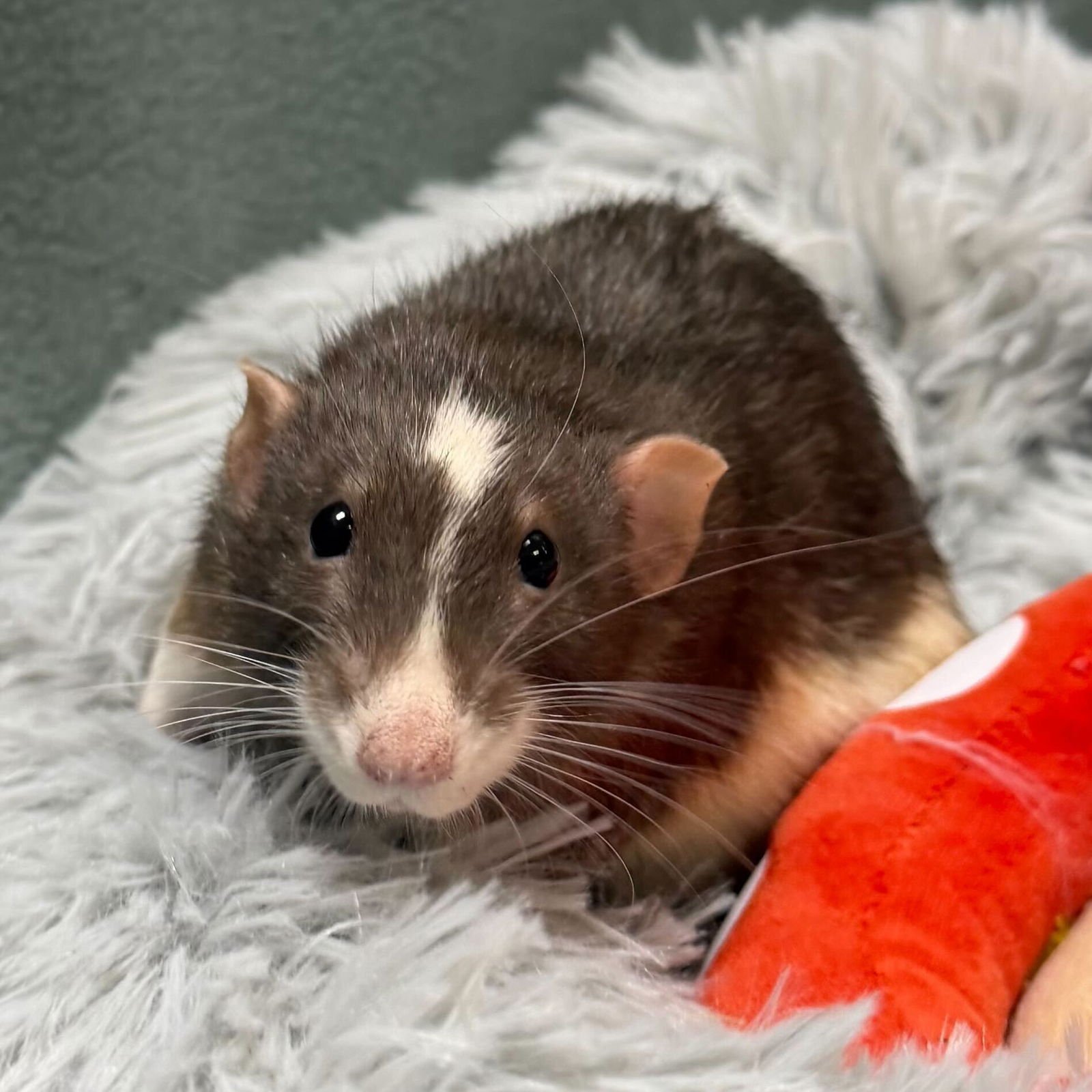 GABE - Rat available for adoption