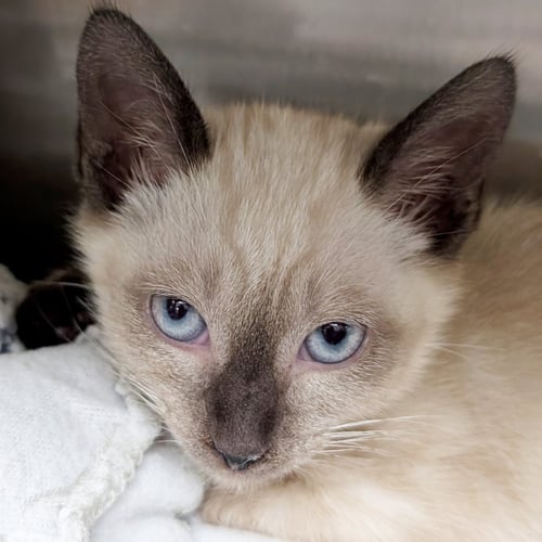SHOELACE - REDUCED FEE! - Domestic Short Hair / Siamese available for adoption
