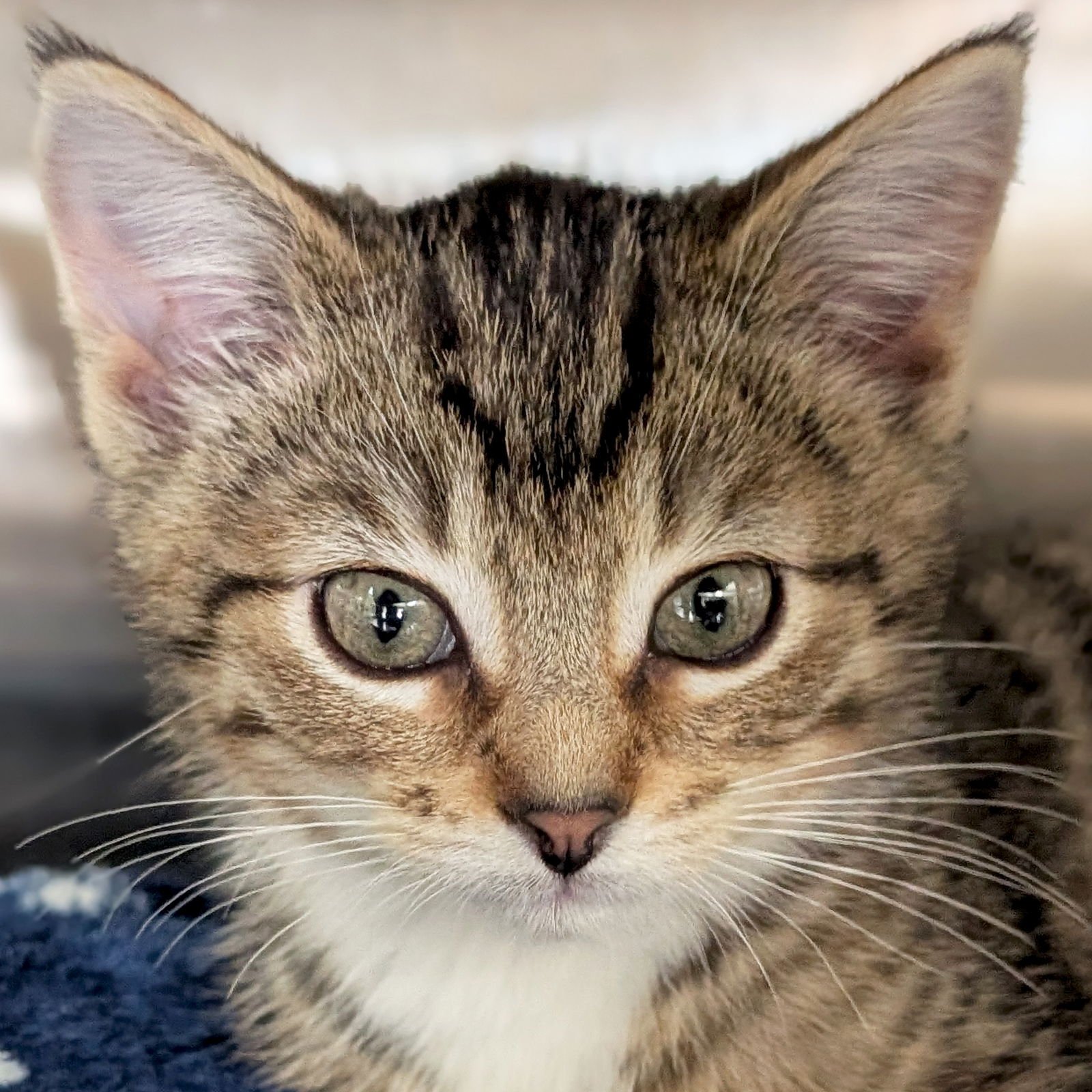 BLUE MOON - Domestic Short Hair available for adoption