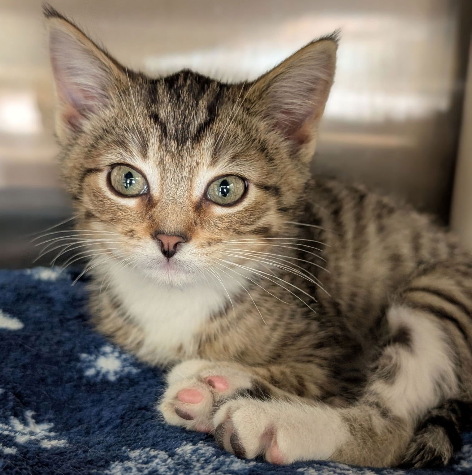 BLUE MOON - Domestic Short Hair available for adoption