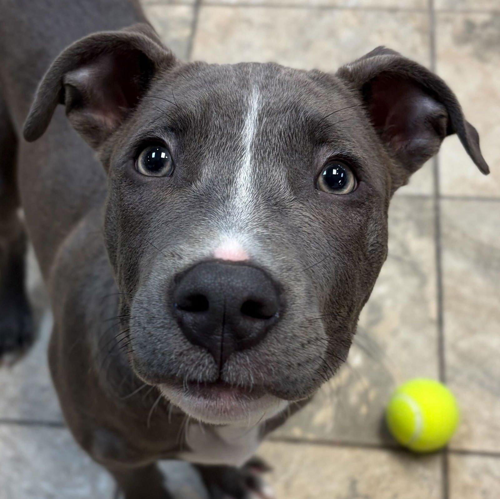 HOT FUDGE - Terrier available for adoption