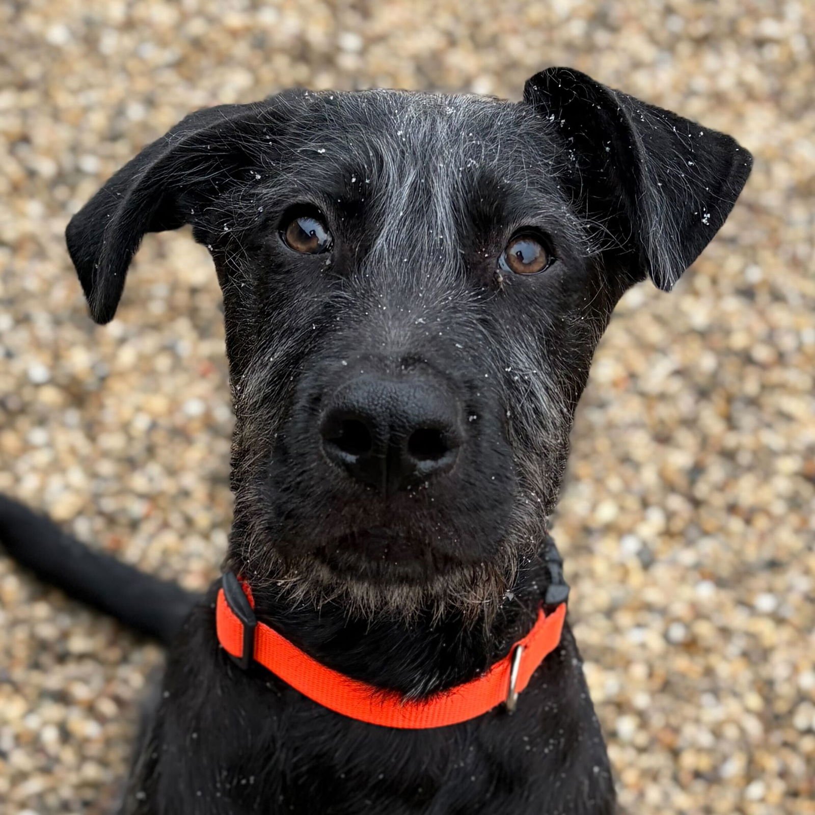 CAMERON - Schnauzer available for adoption