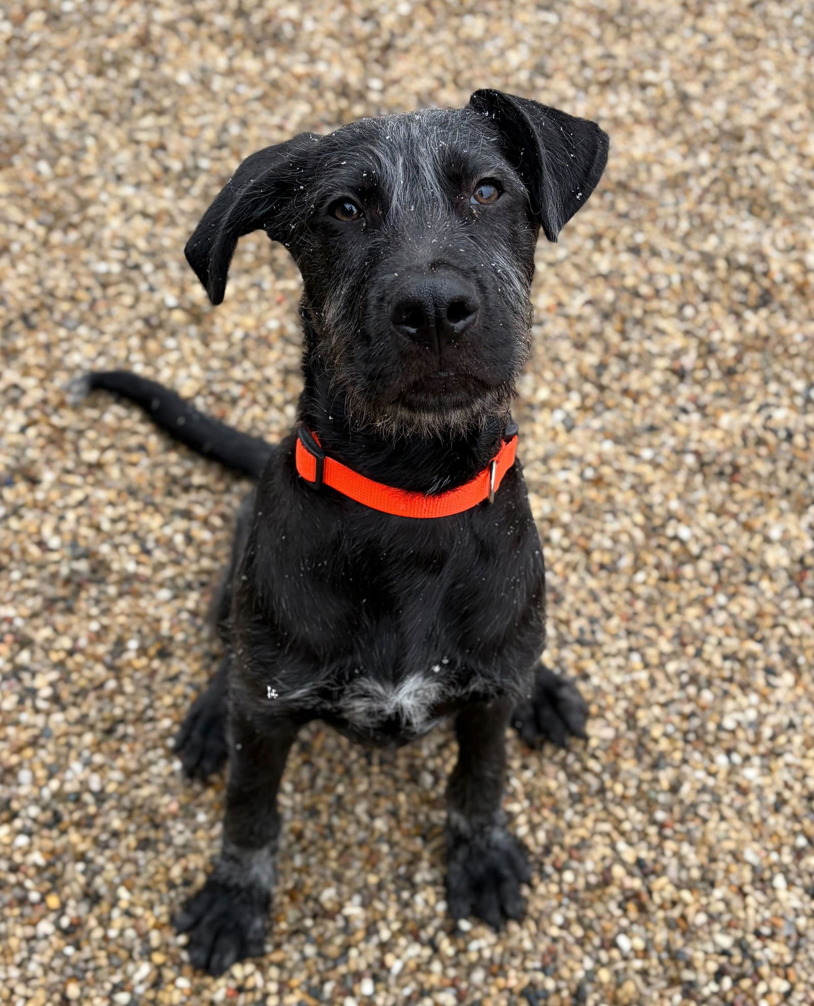CAMERON - Schnauzer available for adoption