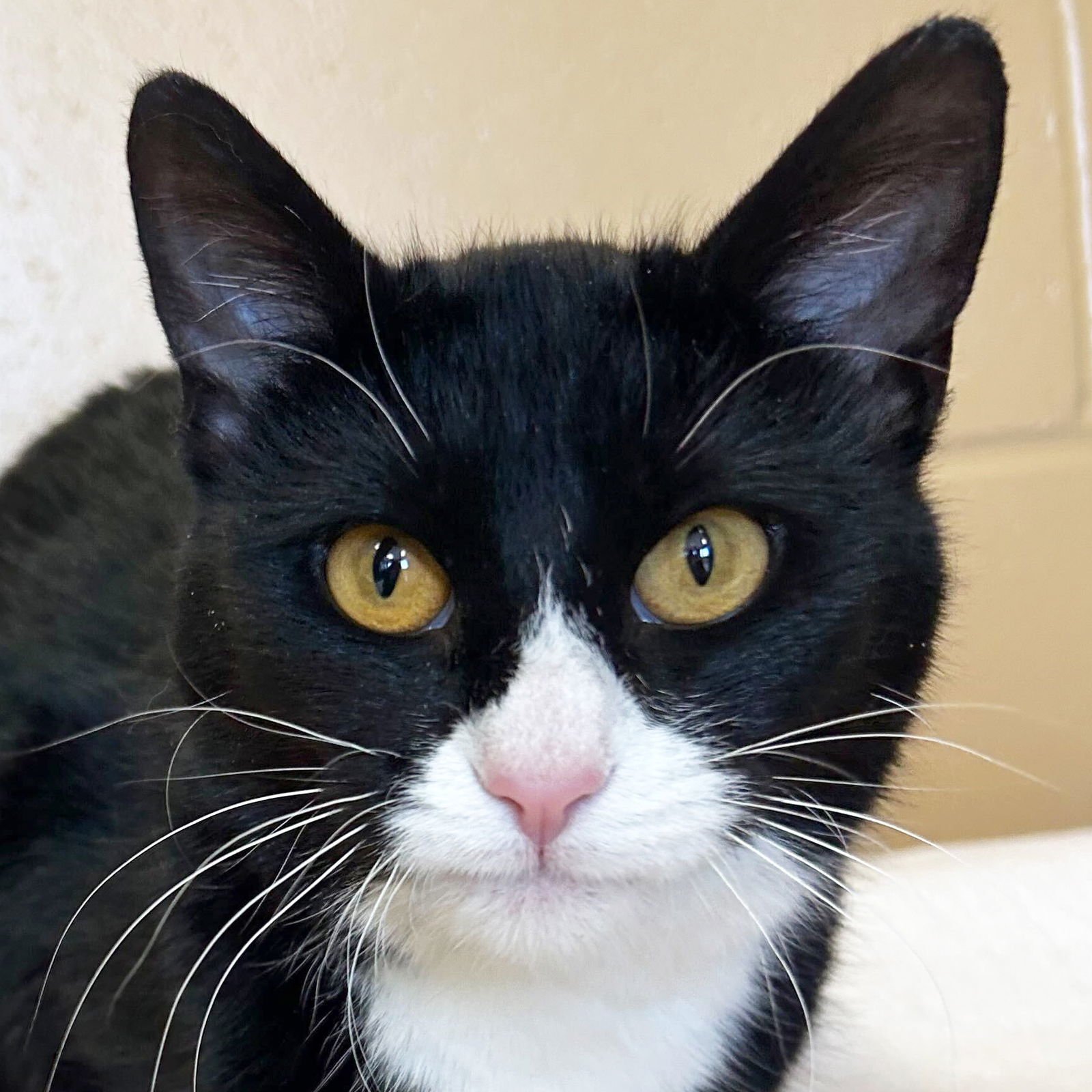 ELSA - Domestic Short Hair available for adoption