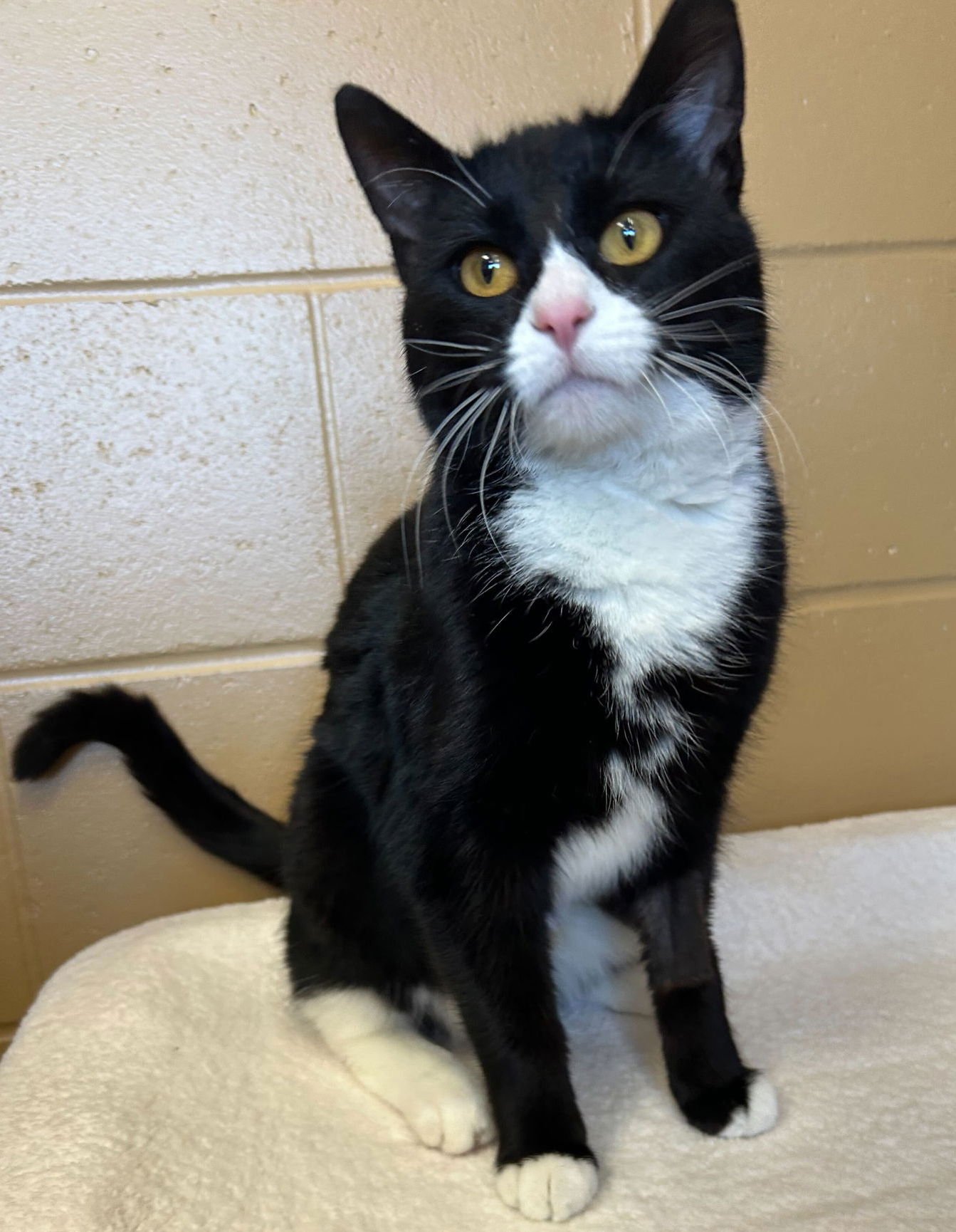 ELSA - Domestic Short Hair available for adoption