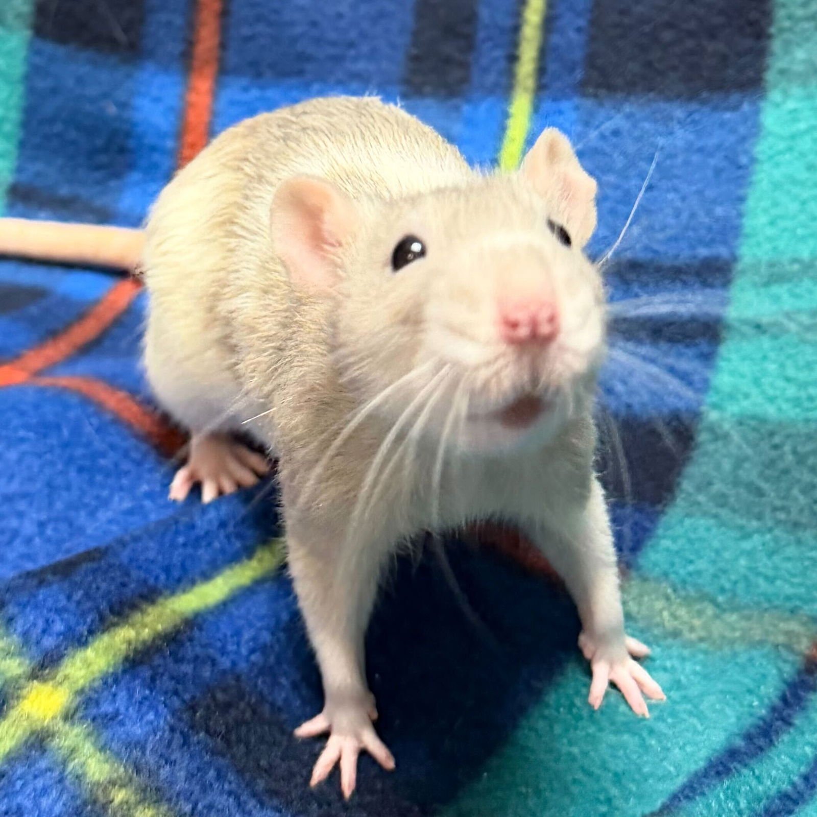 LAURIE - NAME YOUR OWN ADOPTION FEE! - Rat available for adoption