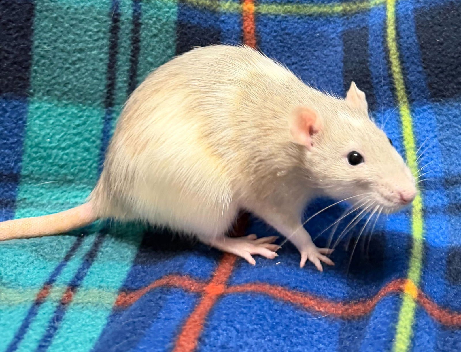 LAURIE - NAME YOUR OWN ADOPTION FEE! - Rat available for adoption