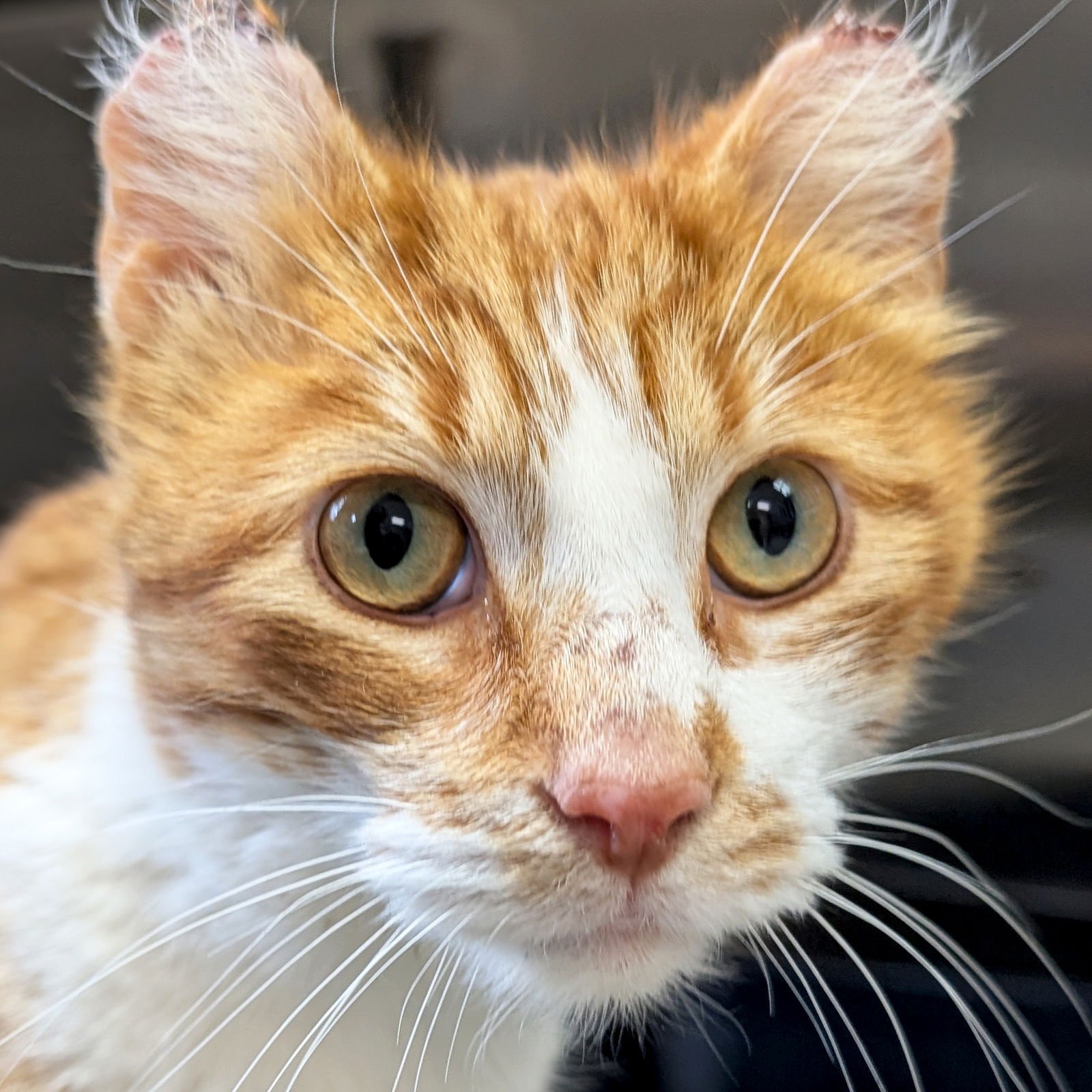 JAX - Domestic Short Hair available for adoption