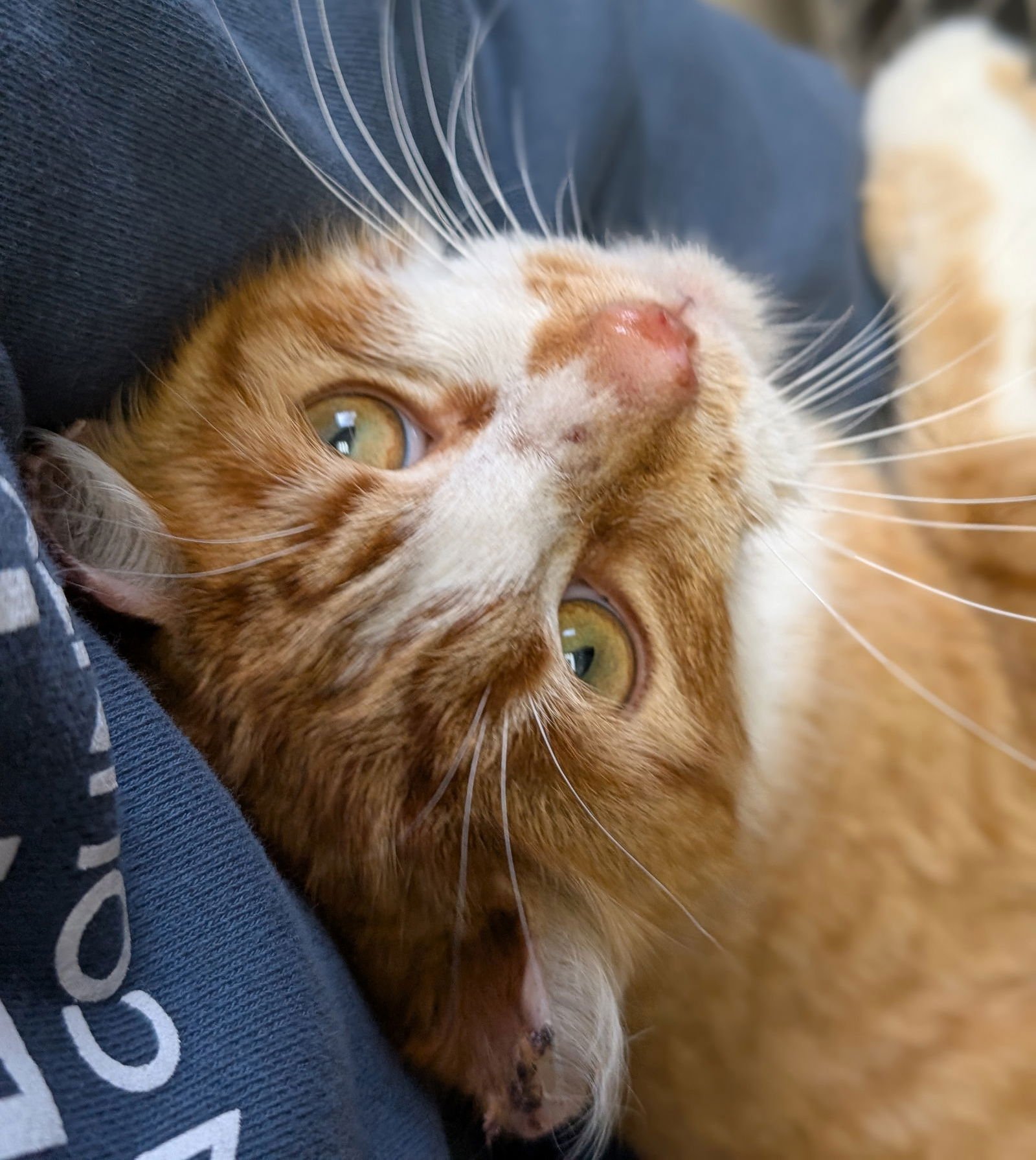 JAX - Domestic Short Hair available for adoption