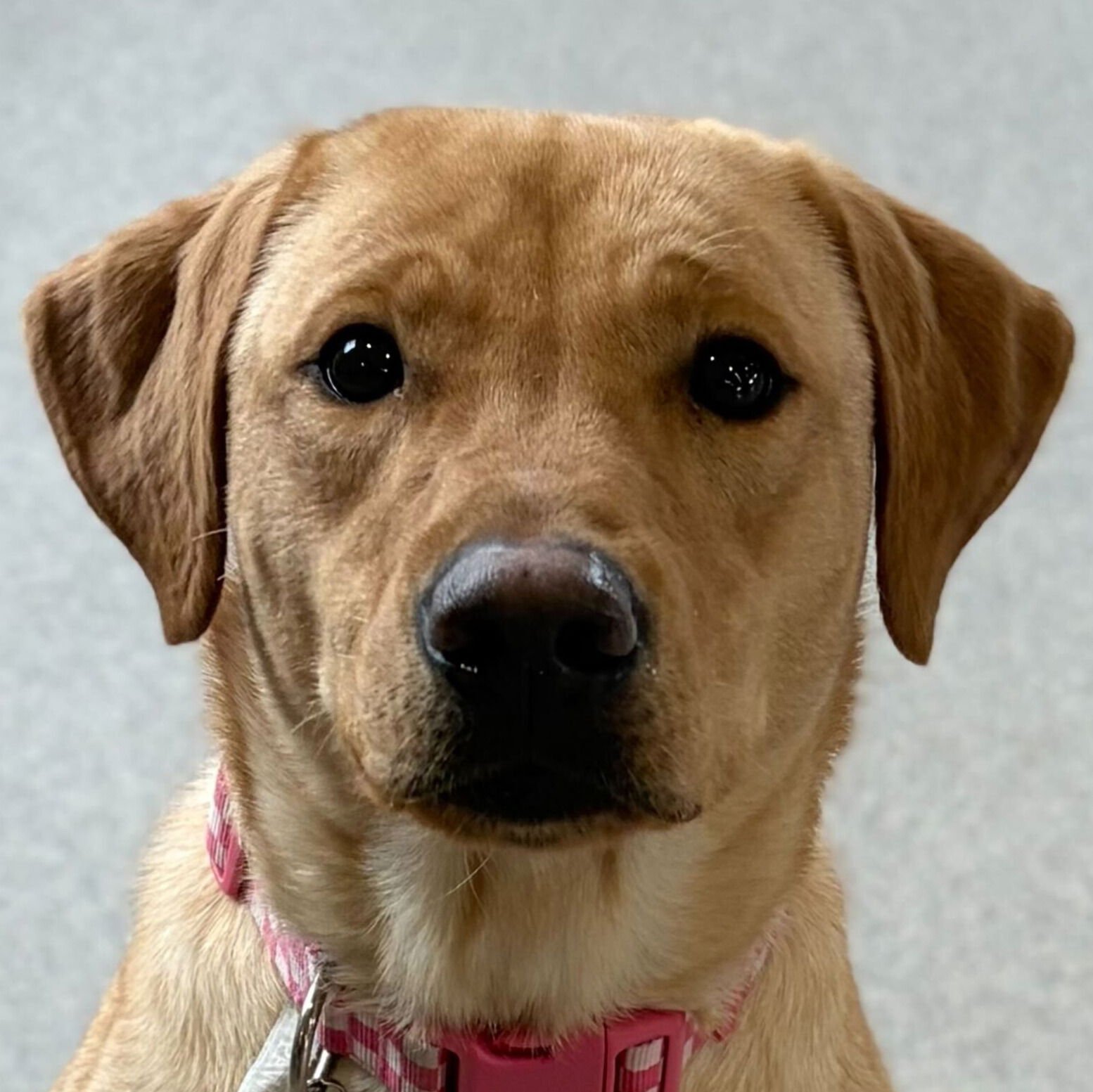 BASIL - Labrador Retriever available for adoption