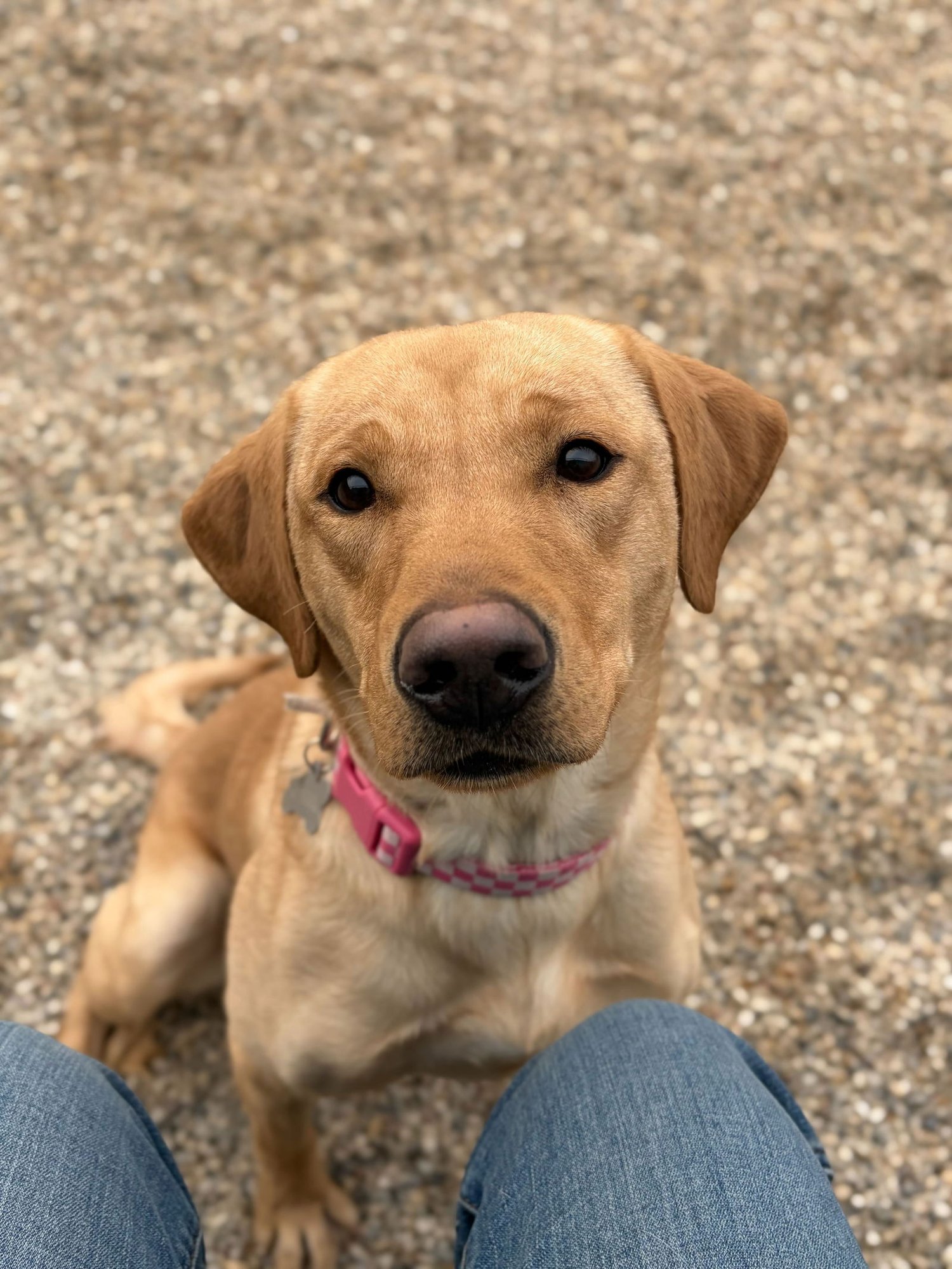 BASIL - Labrador Retriever available for adoption